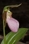 Pink lady's slipper <BR>Moccasin flower